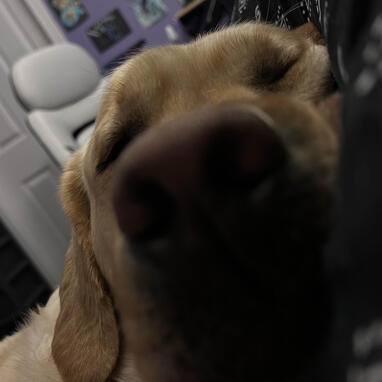 Winston, R1sk's yellow Labrador Retriever